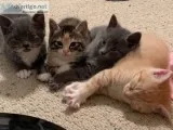 8 week kittens