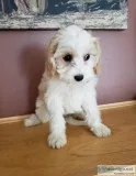 Beautiful Cavachon (Cavalier King Charles and Bichon) Puppy