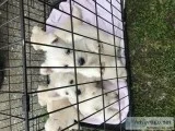 Wheaten Scottish terriers