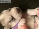 AKC Siberian Husky Puppies