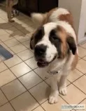 St. Bernard