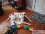 Beautiful half Great Pyrenees half lab