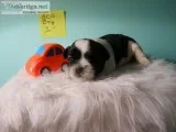 ACA LHASA APSO  UNIQUE COLORS PUPPIES
