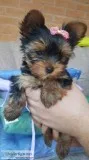 Teacup Yorkie puppies for good home