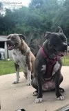 Pitbull puppies