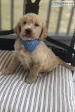 English f1standard Goldendoodle Boys