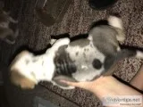 FULL BLOOD SHAR PEI PUPPIES