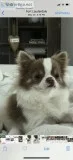 White and grey longhaired chihuahua