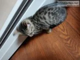 Bengals for sale