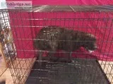 XXLG DOG CRATE 54&quot