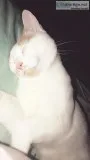 Loving Cat Needs a New Home