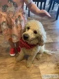 Mini Goldendoodle