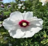 Rose of Sharon Seed (50 mixed)