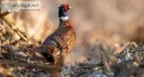Pheasant Hunting