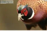 Peasant Hunting