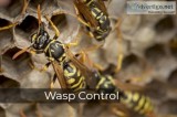 Wasp control in Bristol by Aman Pest Control