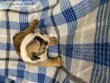 AKC English bulldogs