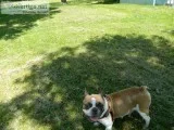 french bulldog adult female
