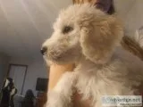 Goldendoodles Multigen