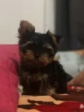 Gorgeous Yorkie Puppies