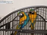 2 Best Friends (Blue and Gold )parrots 4 Rehoming