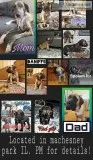 Daniff puppies (Great Dane x English mastiff)