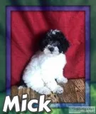 Mick Male Mini Poodle
