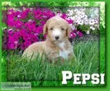 Pepsi Male Mini Labradoodle