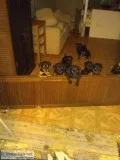 Rottweiler Puppies