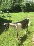 American alpine buckling-ADGA registered