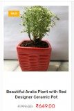 Tulsi plant home delivery