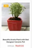 Tulsi plant home delivery
