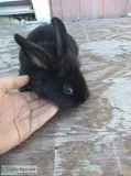 Rabbit for sale