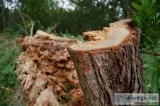 Hire Professional for Tree Removal in Atlanta GA