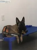 Trained Malinois for Sale