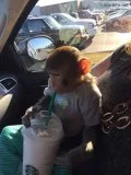 Baby Monkey Rhesus Macaque For AdoptionRehoming