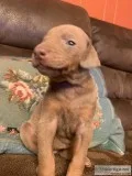 Doberman