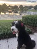 Don t get pulled on the leash from your dog