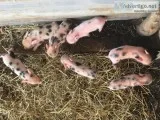 Potbellyjuilanna cross piglets