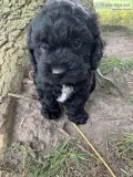 Cocker Spaniel and Miniature Schnoodle Mix