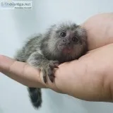 Gorgeous marmoset