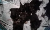 German Shepherd Puppies