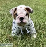English bulldogs