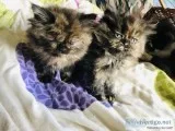 Persian Tortie girls   beautiful