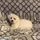 Male Maltese Puppy