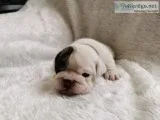 English bulldogs