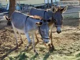 Two Young Female Donkeys