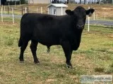 5 Yearling Angus Bulls - For Sale