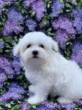 beautiful maltes puppy for sale