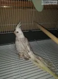White faced cinnamon pearl cockatiel